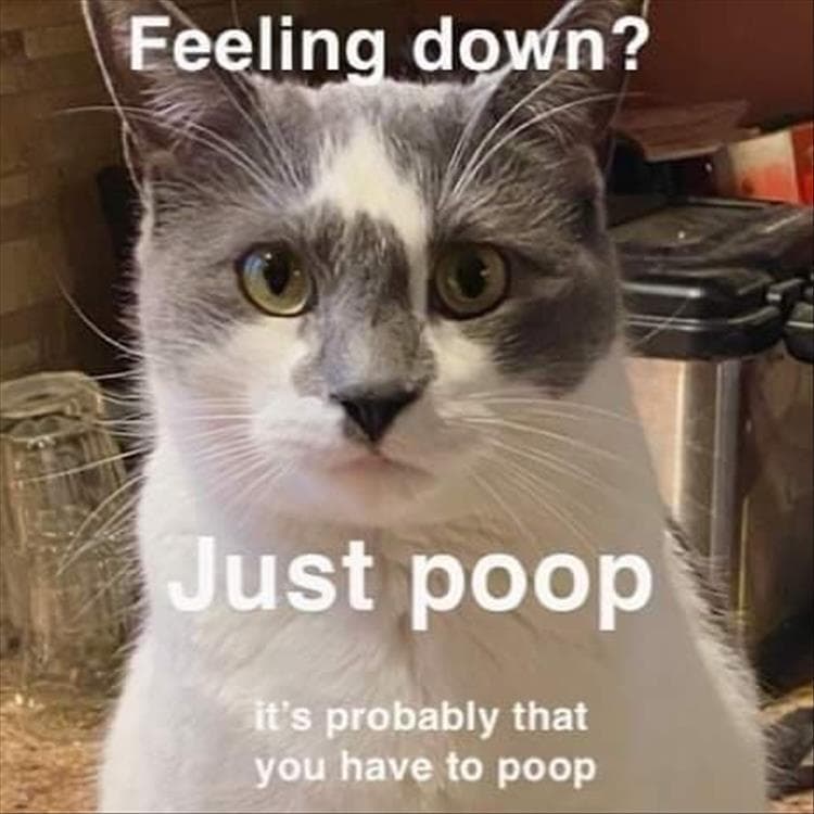 Hilarious Animal Pictures With Quotes