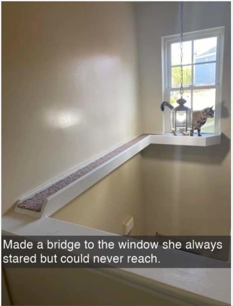 Funny Animal Pics With Sayings