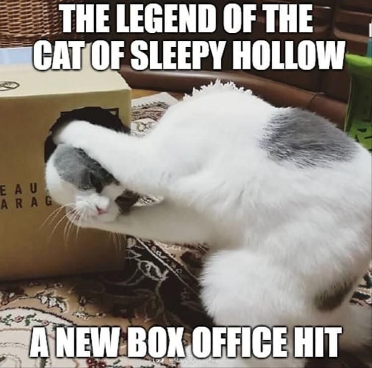 Funny Animal Pics With Sayings
