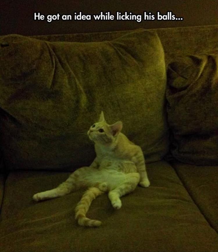 Funny Animal Pics With Sayings