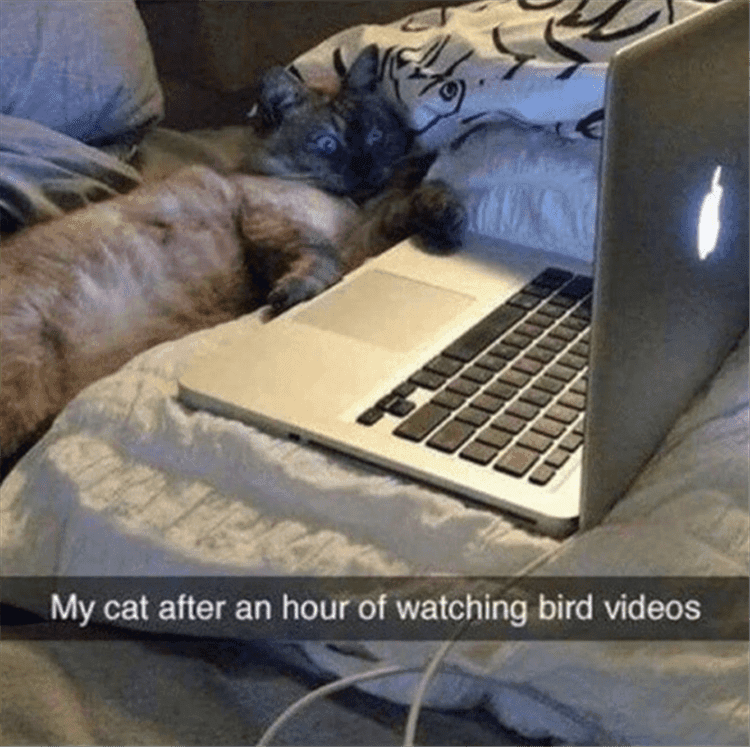 Funny Animal Images With Quotes