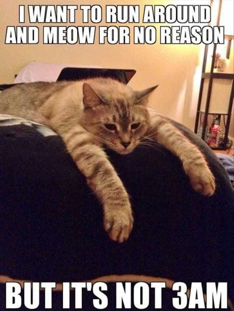 Funny Animal Images With Quotes