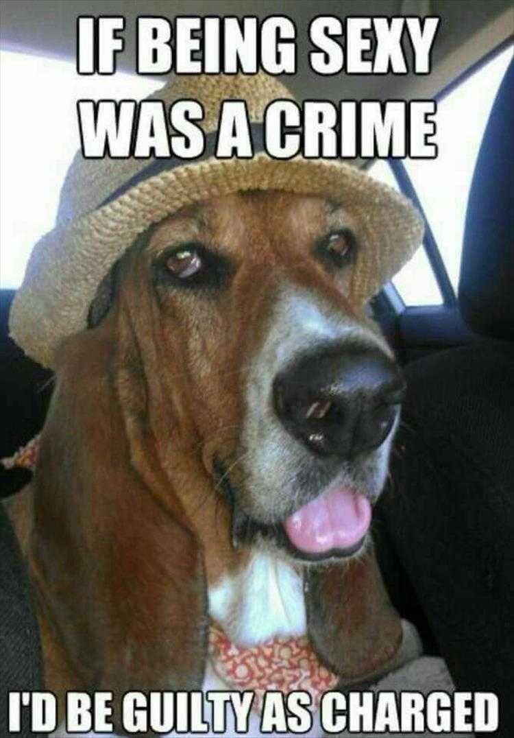 Funny Animal Images With Quotes