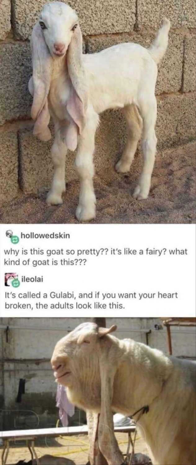 Funny Animal Pictures With Captions To Share