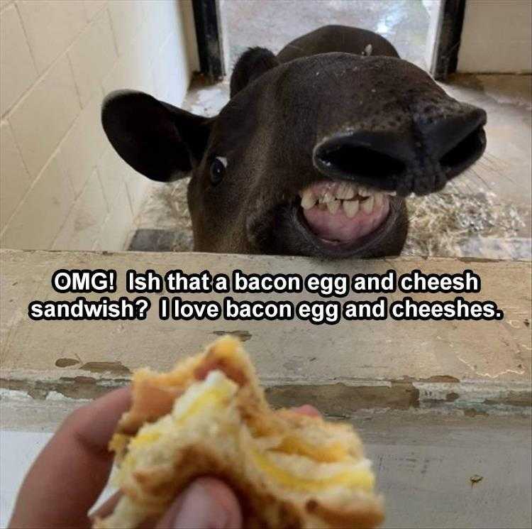 Funny Animal Pictures With Captions To Share
