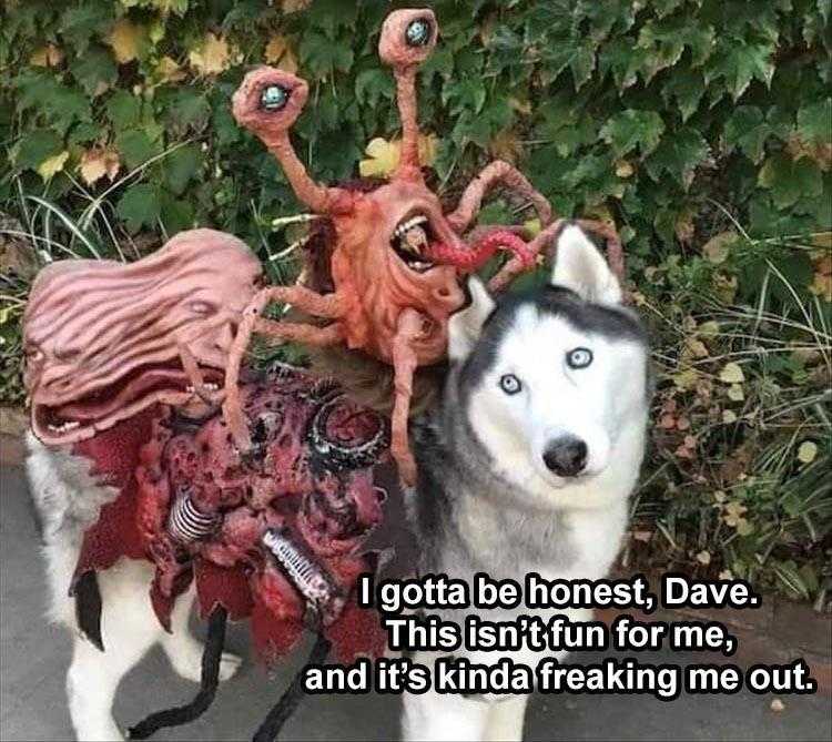Funny Animal Pictures With Captions To Share