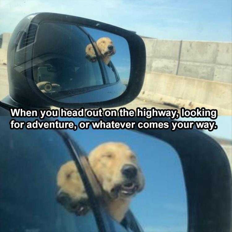 Funny Animal Pictures With Captions To Share