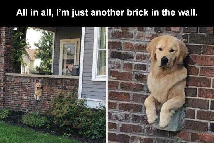 Funny Animal Pictures With Captions To Share