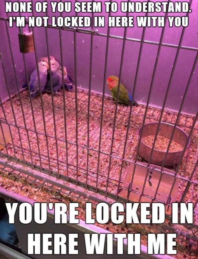 Funny Animal Pictures With Captions To Share
