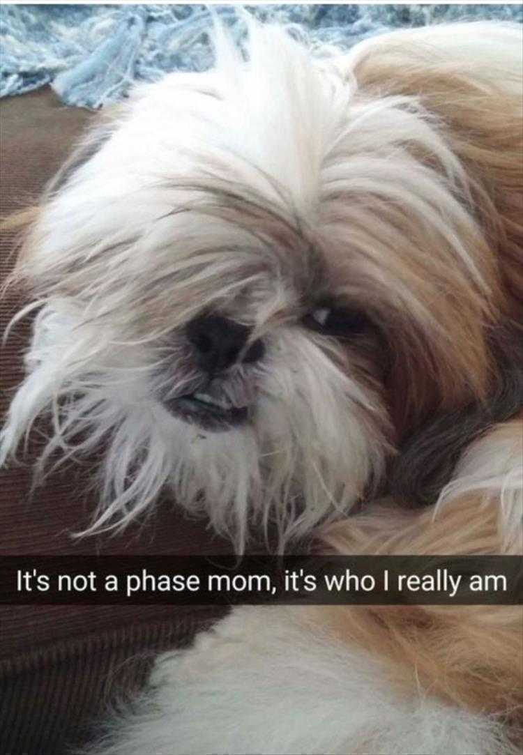 Funny Animal Pictures With Captions To Share