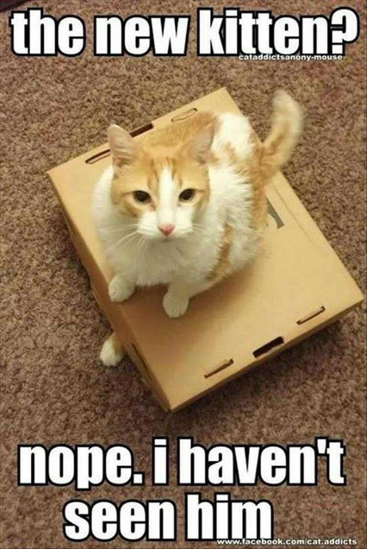 Funny Animal Pictures With Captions To Share