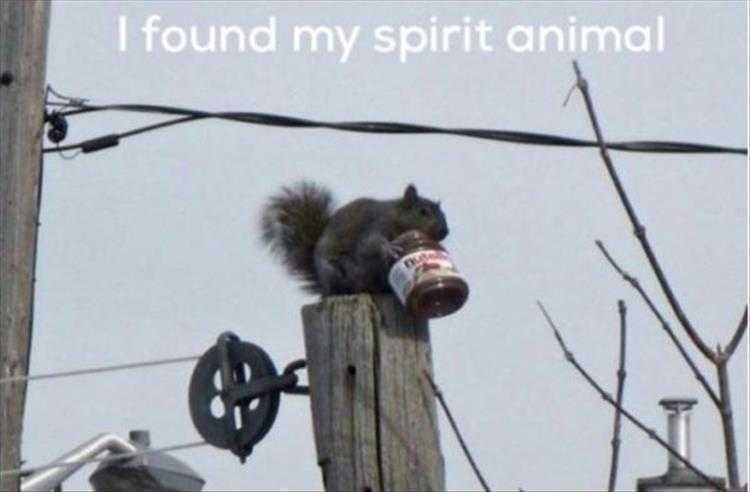 Funny Animal Pictures With Captions To Share