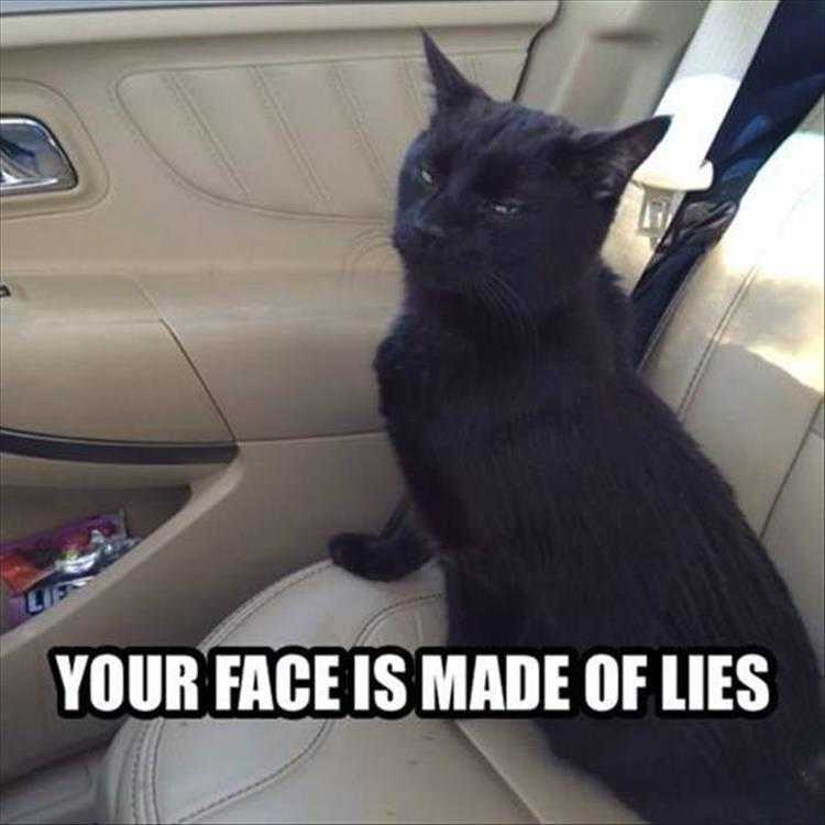 Funny Animal Pictures With Captions To Share