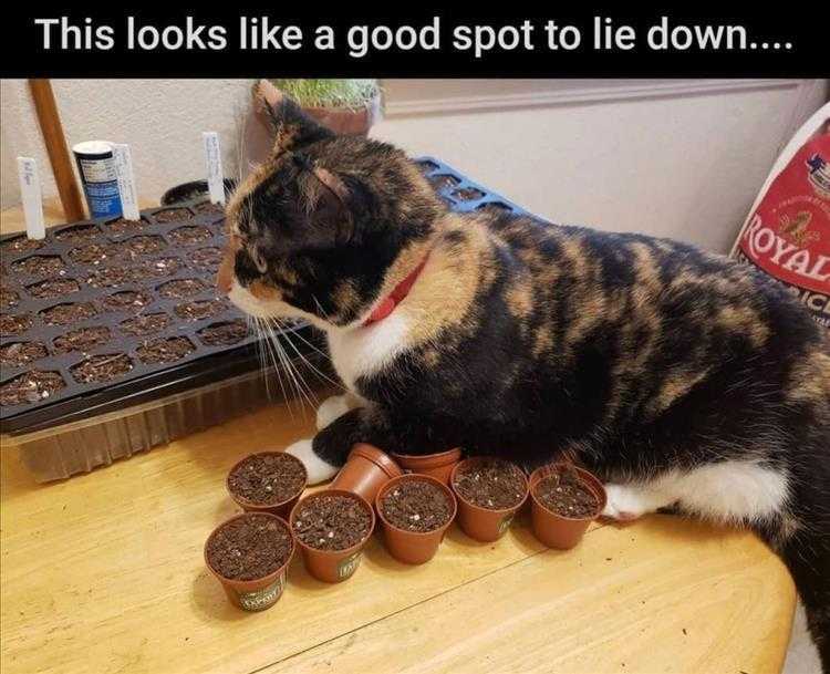 Funny Animal Pictures With Captions To Share