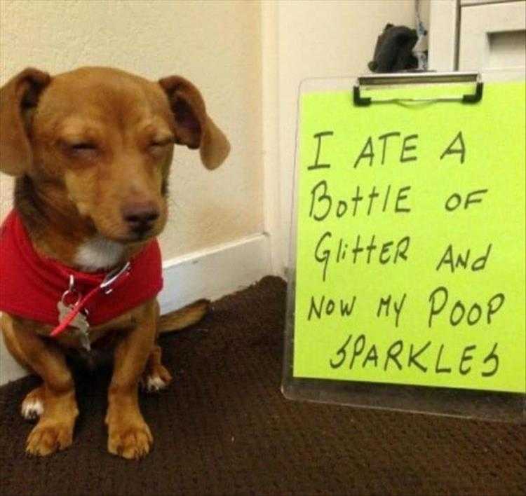 Funny Animal Pictures With Captions To Share