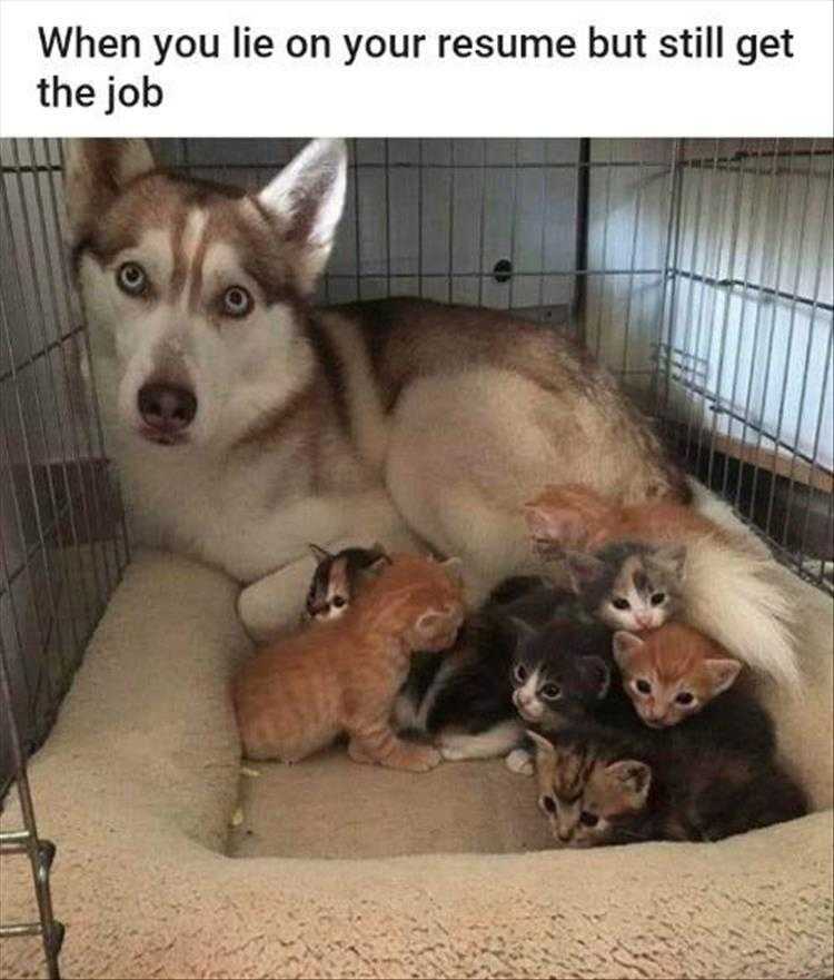 Funny Animal Pictures With Captions To Share