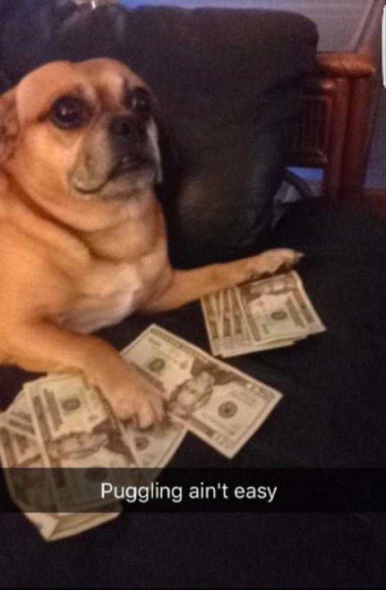 Funny Animal Pictures With Captions To Share