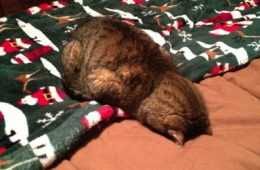15 Hilarious Cats Who Understand The Monday Mood