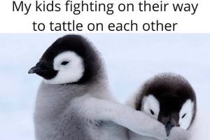 103840353_932865860518042_359743376798236197_N Funny Sibling Memes