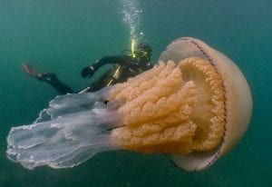 Amazing Posts About Animals