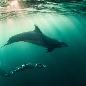 Amazing Posts About Animals