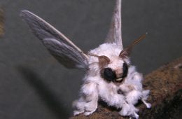 Bizarre Animals