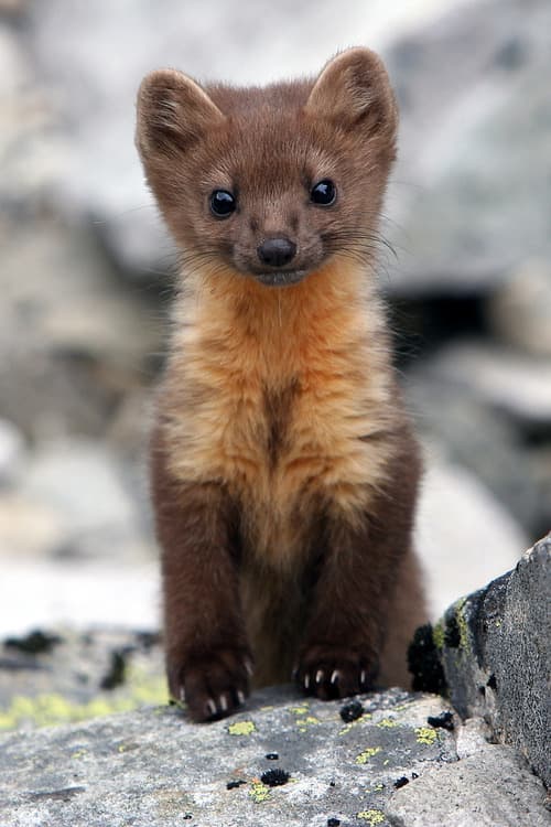 Adorable-Stoat-Baby Stoat Pictures