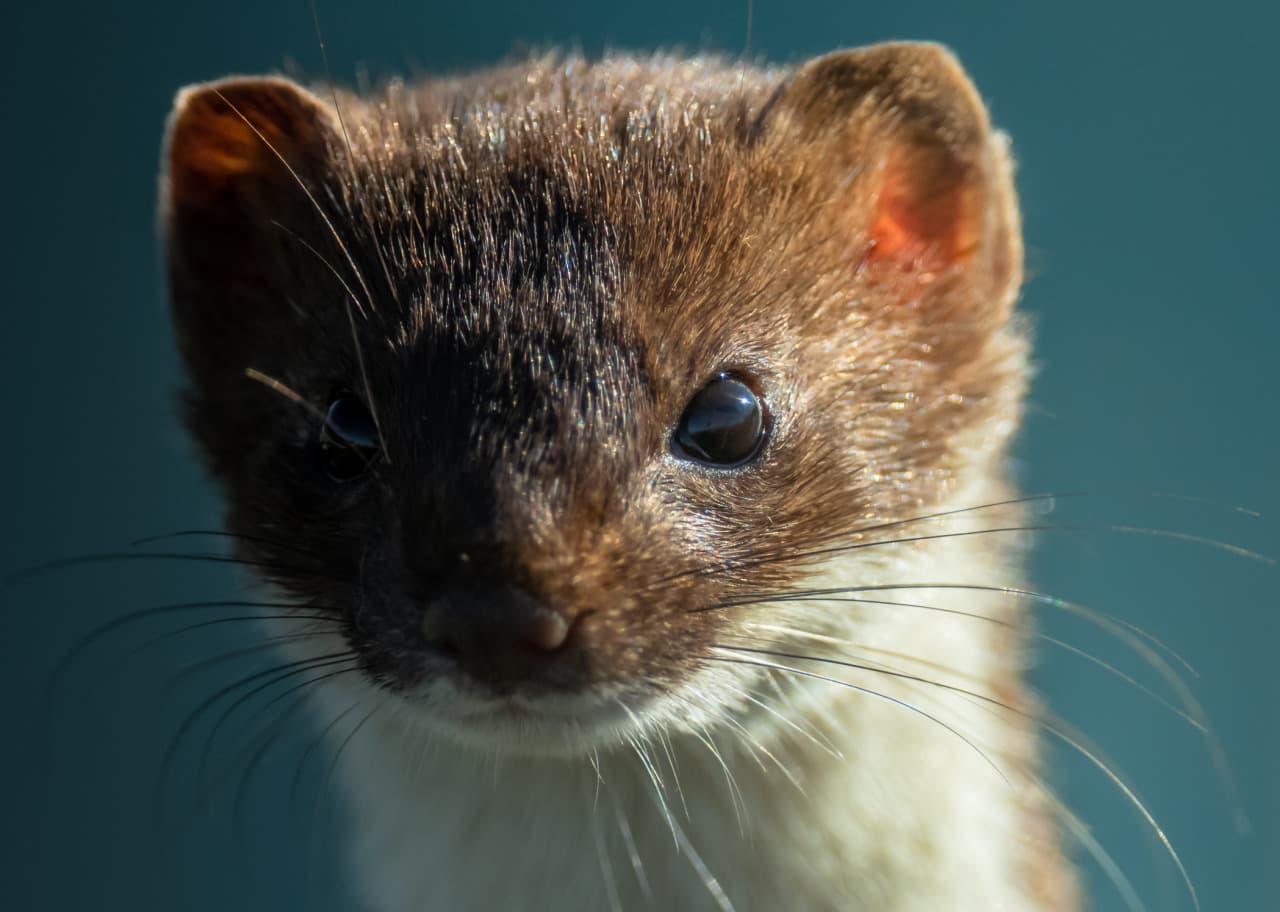 Adorable-Stoat-Close-Up Cutest Stoat Pictures