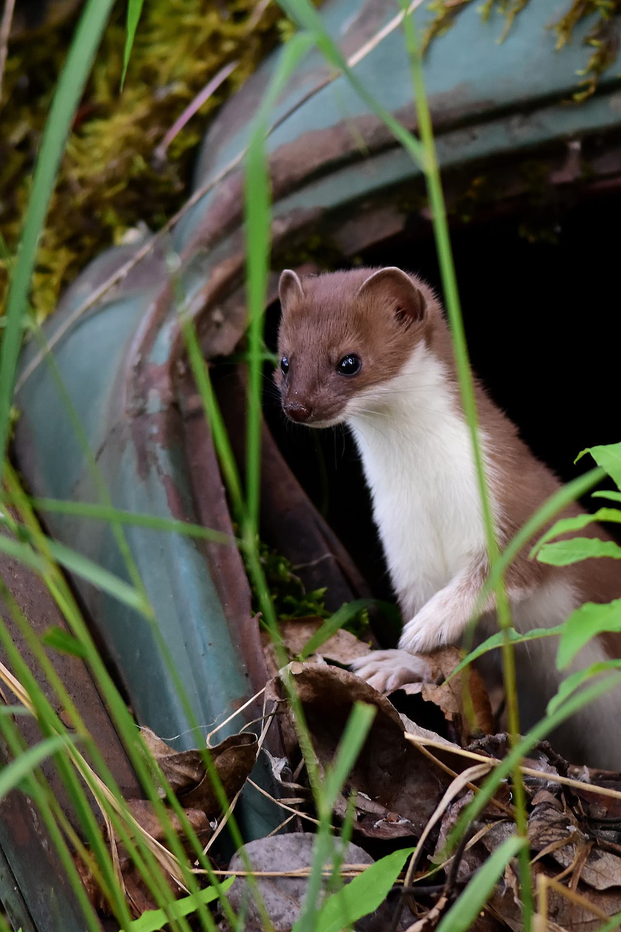Adorable-Stoat-Junk-Car Stoat Pictures Cute