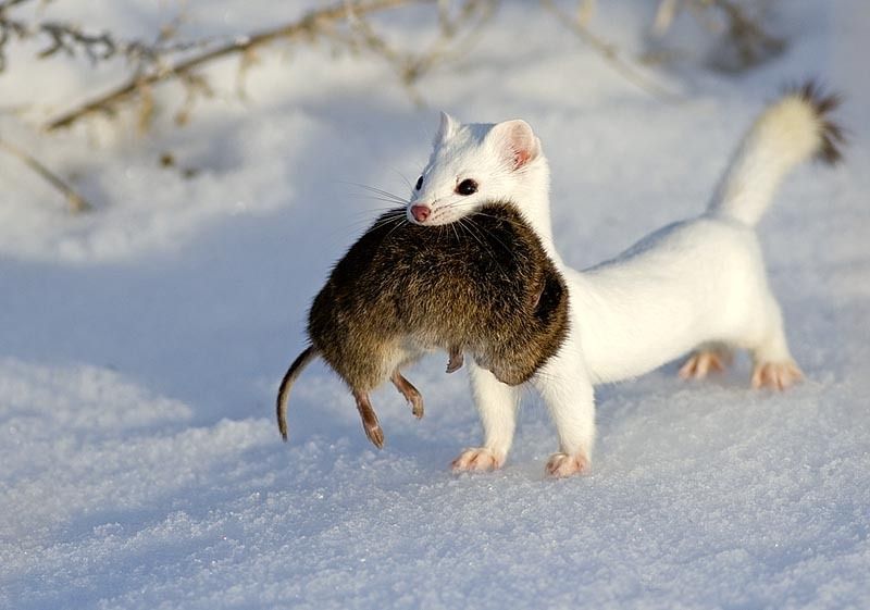 Adorable-Stoat-Look-What-I-Got Stoat Pictures Funny