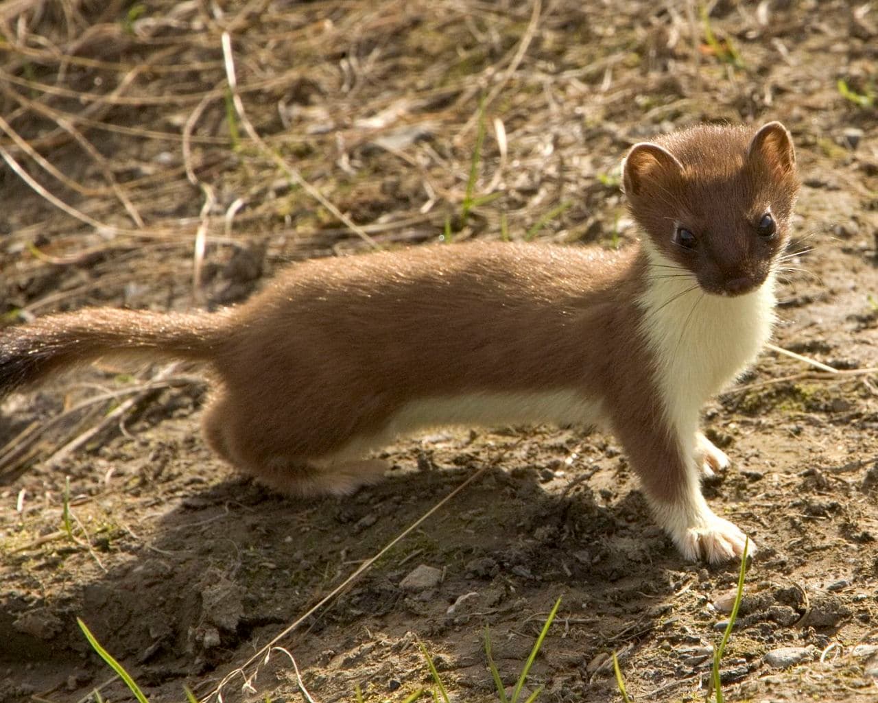 Adorable-Stoat-Magestic Lovable Stoat Pictures