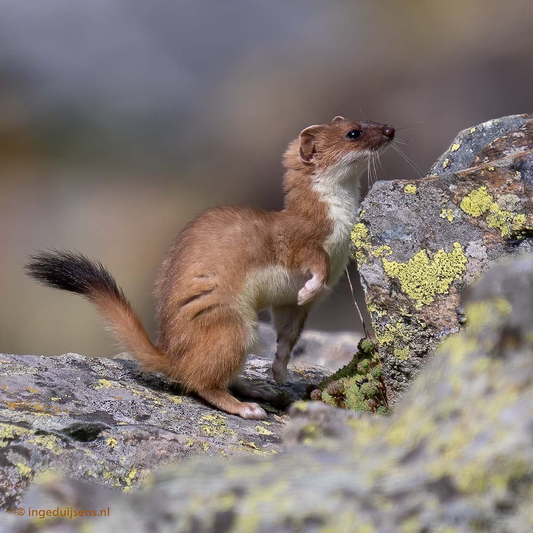 Adorable-Stoat-Pointer Adorable Stoat Pictures