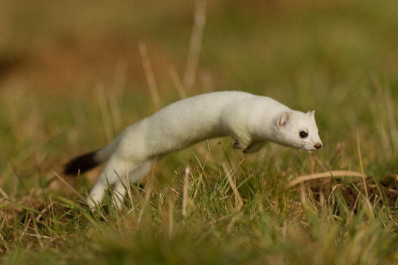Adorable-Stoat-Slender Hilarious Stoat Pictures