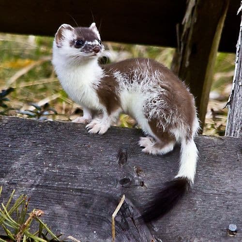 Adorable-Stoat-White-Brown Stoat Pictures