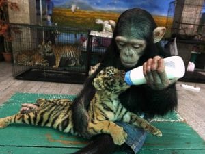 Amazing Posts About Animals