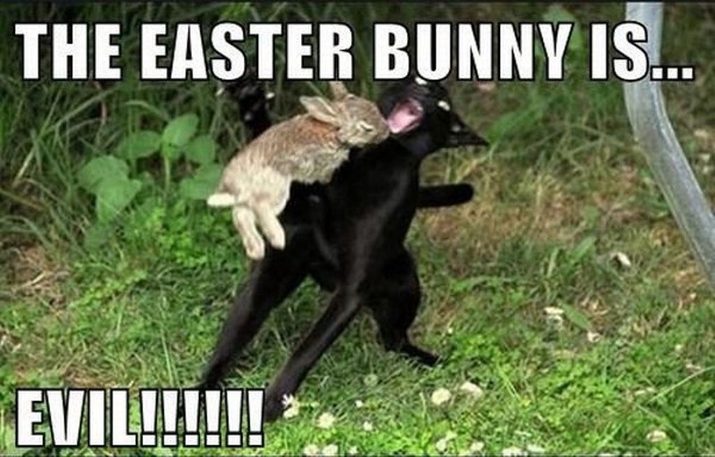 Easter-Meme-Cat Hilarious Easter Memes