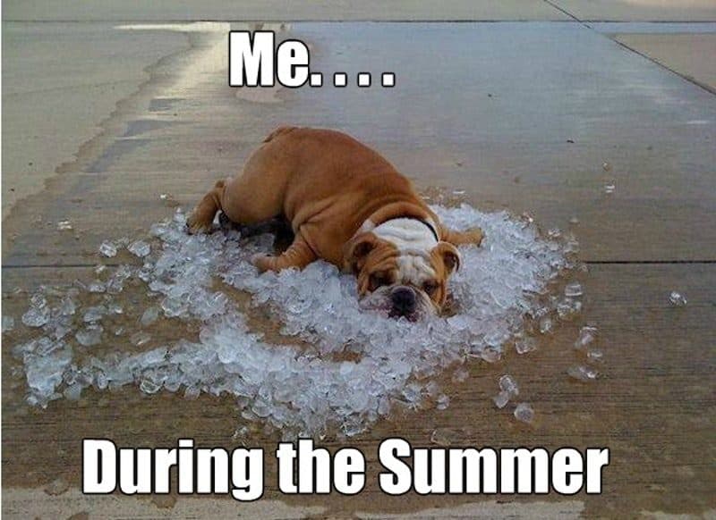 20 Summer Memes To Laugh At 