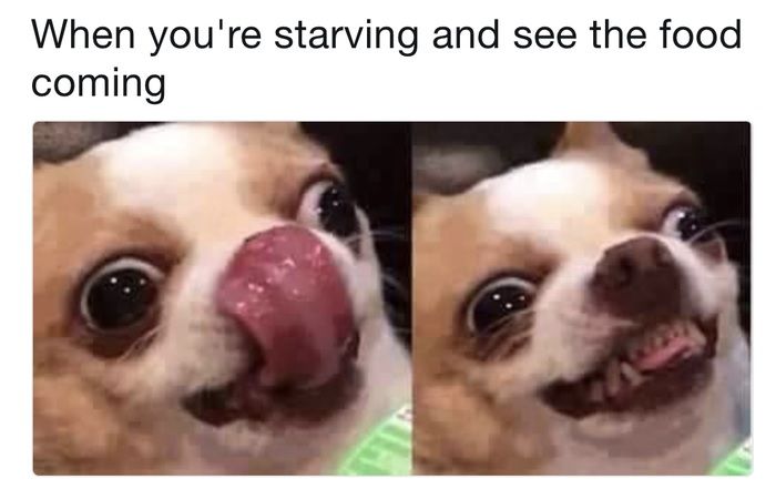 Chihuahua-Meme-Food Chihuahua Memes