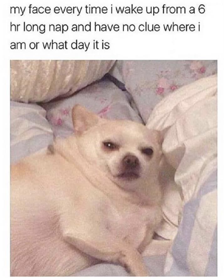 Chihuahua-Meme-Waking Chihuahua Memes Hilarious