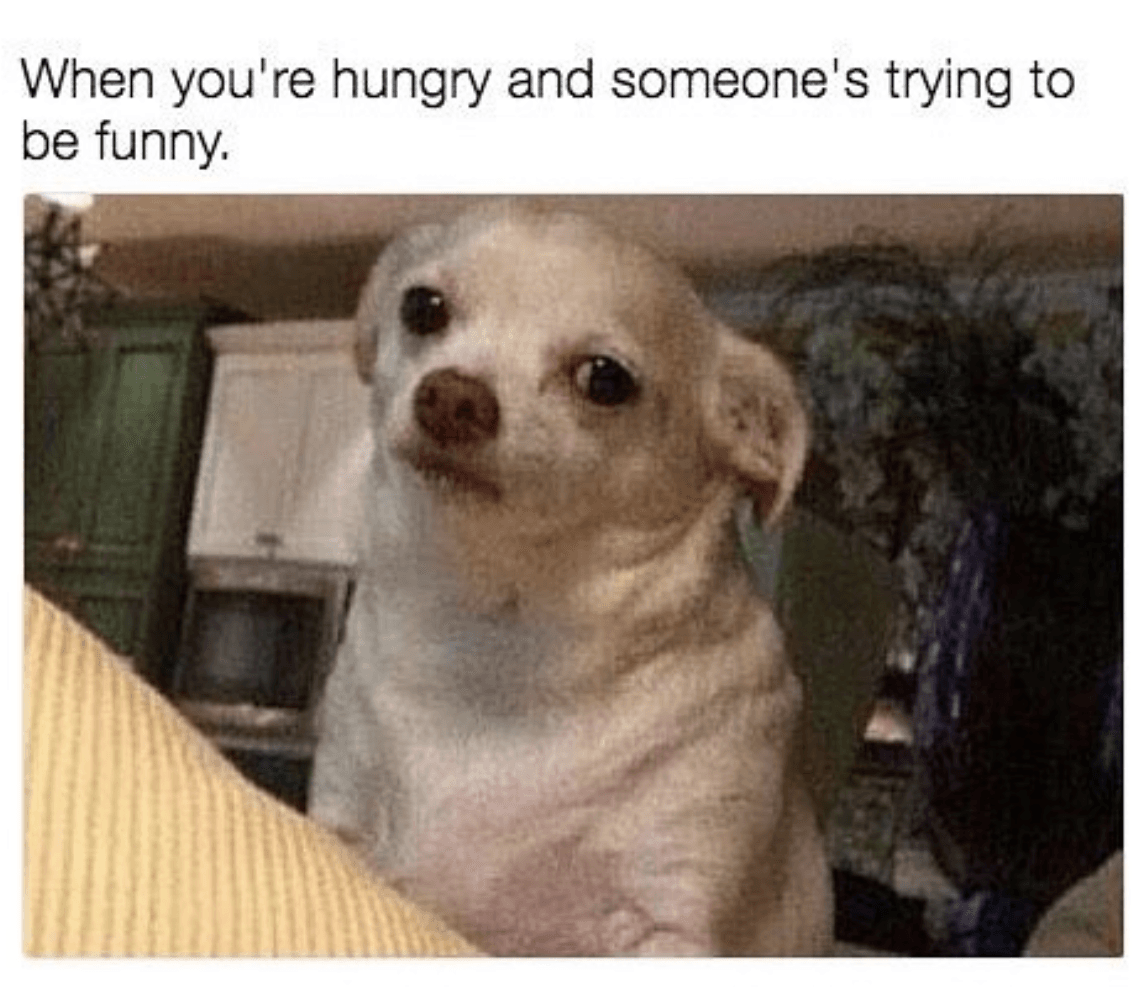 Chihuahua-Meme-Hangry Funny Af Chihuahua Memes