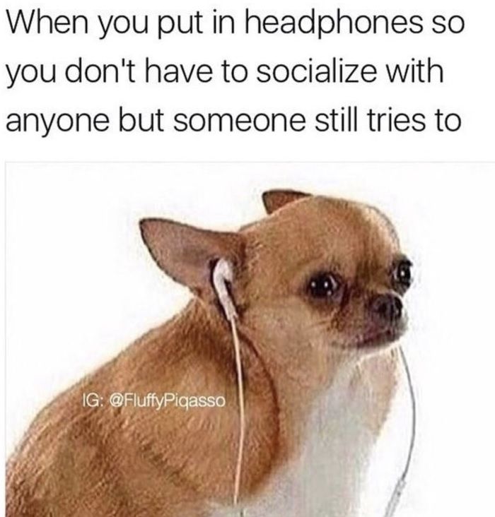 Chihuahua-Meme-Headphones Chihuahua Memes Adorable