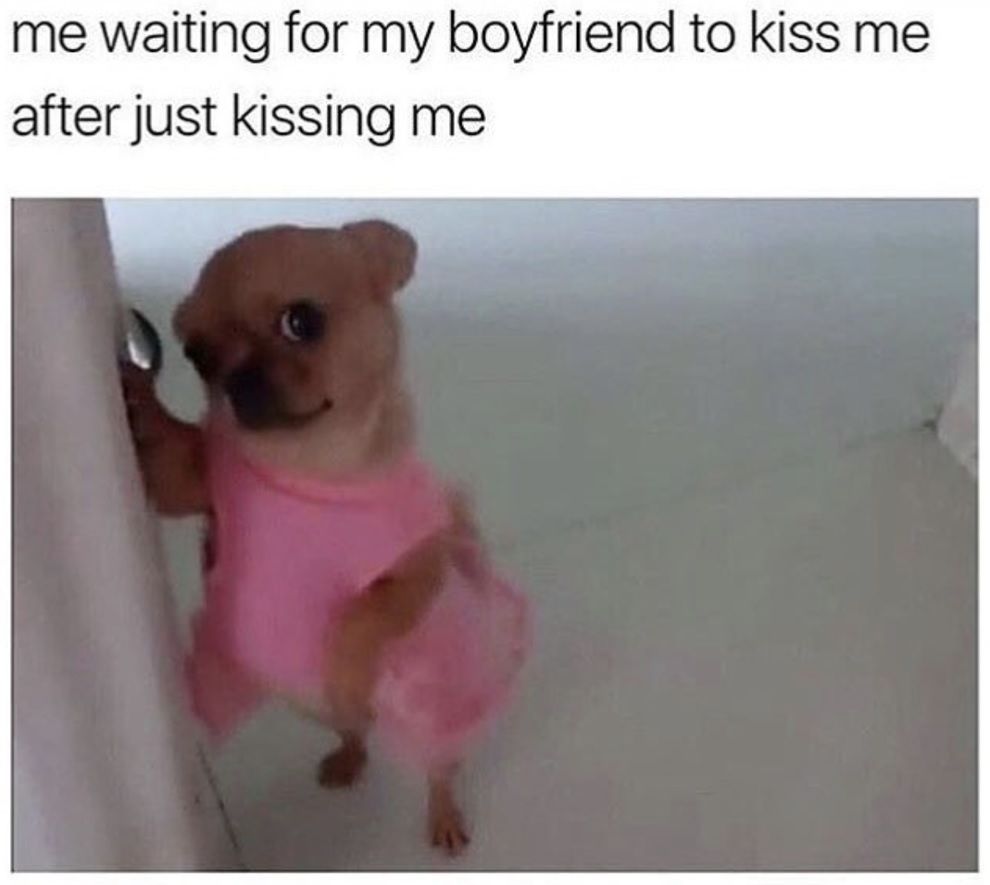 Chihuahua-Meme-Kiss Chihuahua Memes Lovable