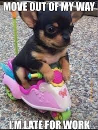 Chihuahua-Meme-Late Lovable Chihuahua Memes