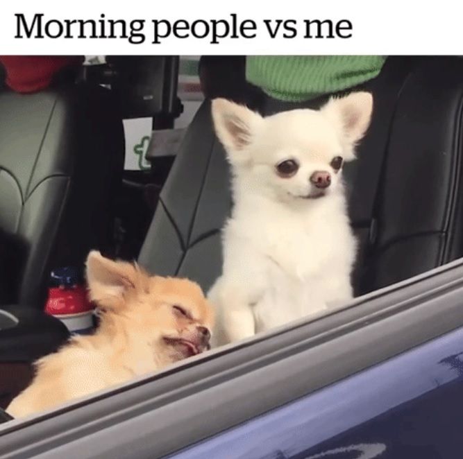 Chihuahua-Meme-Morning Chihuahua Memes Best