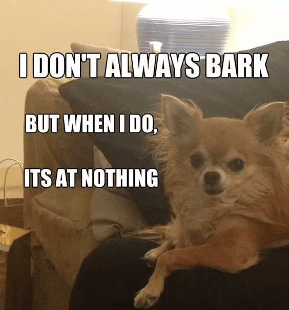 Chihuahua-Meme-Nothing Chihuahua Memes Pics