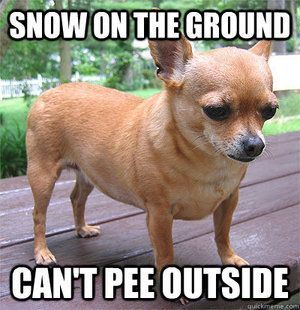 Chihuahua-Meme-Pee Adorable Chihuahua Memes