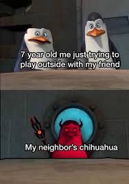 Chihuahua-Meme-Penguines Chihuahua Memes Cutest