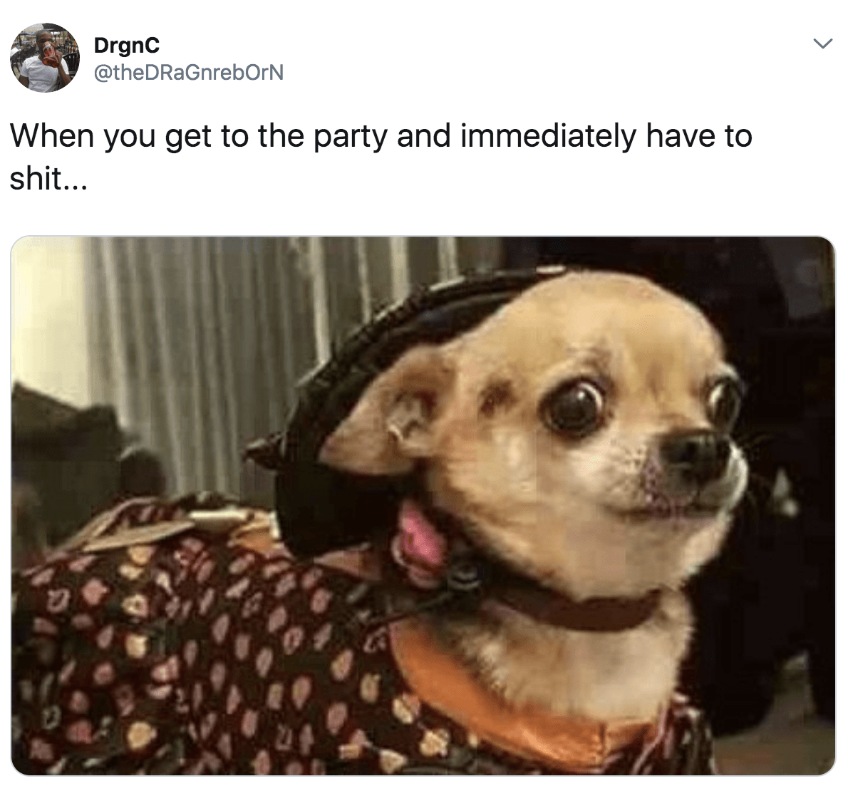 Chihuahua-Meme-Shit Cutest Chihuahua Memes