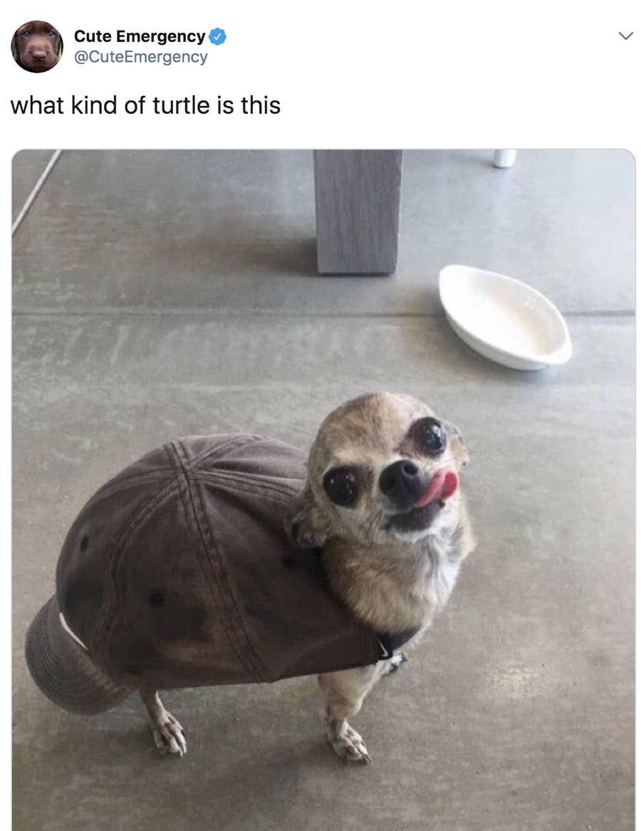 Chihuahua-Meme-Turtle Chihuahua Memes Cute