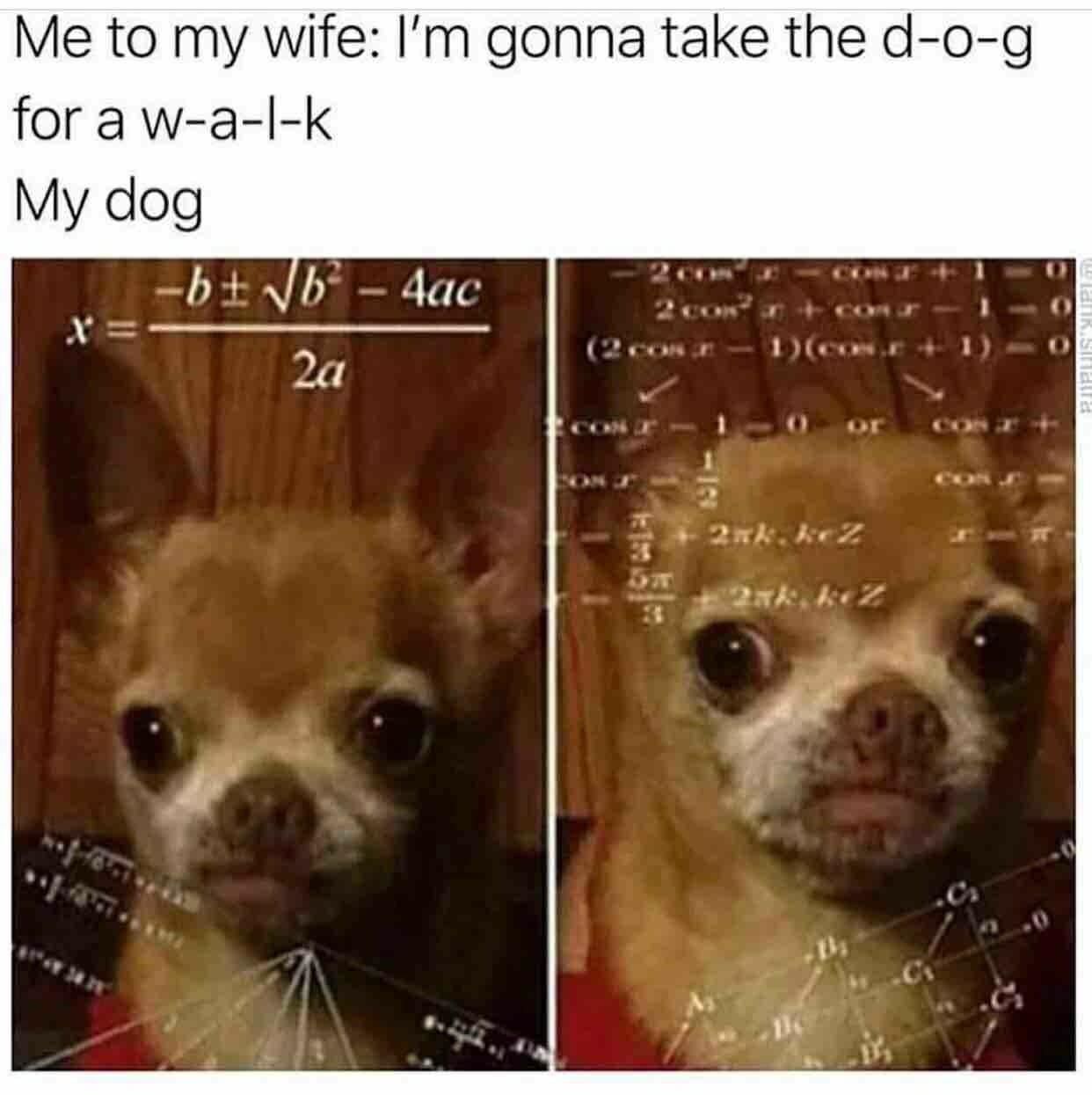 Chihuahua-Meme-Walk Hilarious Chihuahua Memes